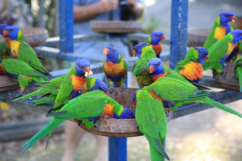 Tasman Holiday Parks - Airlie Beach - Holiday Find 23