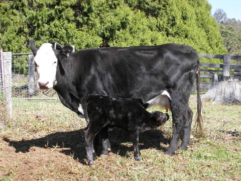 Yasuragi Cabins - Holiday Find 2