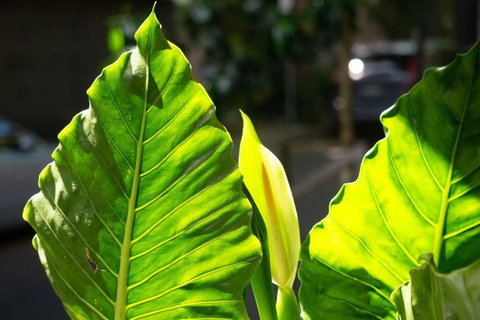 A Timeless Terrace House Of Elegance And Style - Holiday Find 3