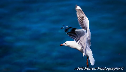 La Promenade - Holiday Find 14