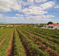 1837 Barossa Luxury Vineyard Cottages - Holiday Find