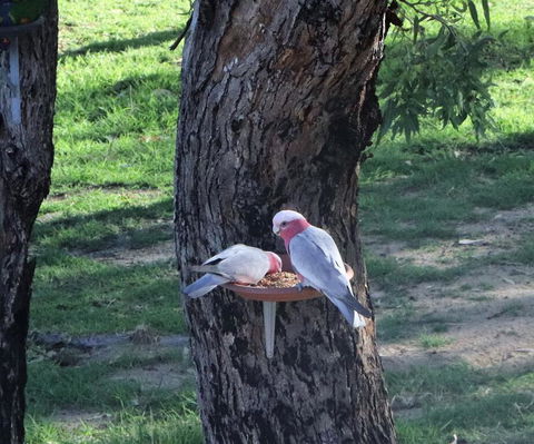 A Stanthorpe Getaway - Holiday Find 2