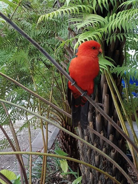 Eildon Parkview Motor Inn Room 8 - Holiday Find 4