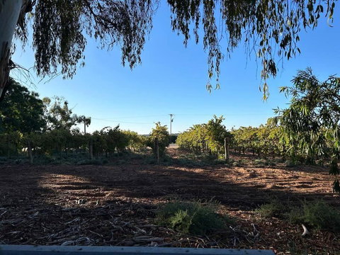 House By The Vines - Holiday Find 0