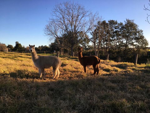 Muswellbrook Northside Bed & Breakfast - Holiday Find 0