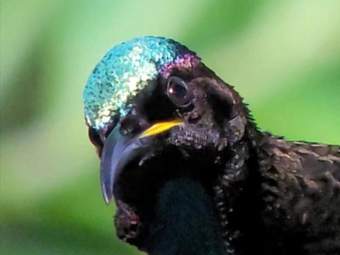 RIflebird Lodge - Holiday Find 0