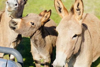 Sandalwood Downs Fabulous Farm Stay TOODYAY with Holiday Find
