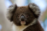 Book Cape Otway Accommodation Vacations Holiday Find Holiday Find