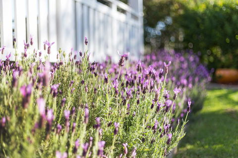 BIRCHES B&B - Holiday Find 3