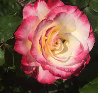 Birchwood Cottage - Holiday Find