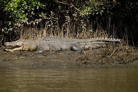 5-Day Best Of Cairns With Daintree, Kuranda, And Great Barrier Reef - Holiday Find 5