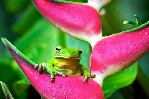 3-Day Best Of Cairns Combo: The Daintree Rainforest, Great Barrier Reef, And Kuranda - Holiday Find 0