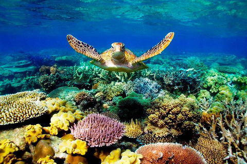 3-Day Best Of Cairns Combo: The Daintree Rainforest, Great Barrier Reef, And Kuranda - Holiday Find 1