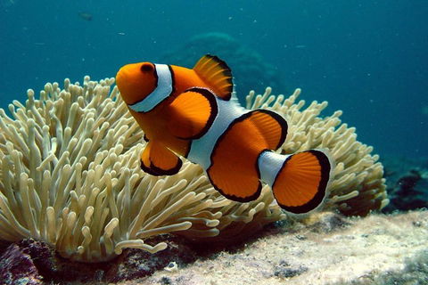Cairns Reef And Rainforest Combo: Daintree Rainforest And The Great Barrier Reef - Holiday Find 2