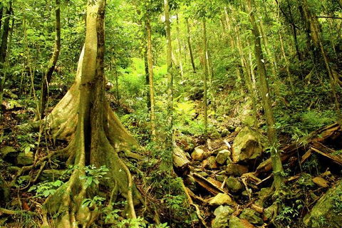 Barron Gorge And Kuranda National Park Half Day Rainforest And Waterfall 4WD Tour From Cairns - Holiday Find 4