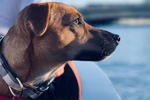 1.5-Hour Boat Rental In Melbourne - Holiday Find 0