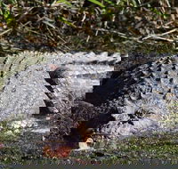 Full Day Tour in the Daintree - Holiday Find
