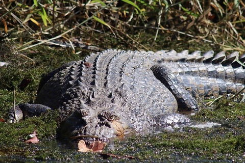 Full Day Tour In The Daintree - Holiday Find 0