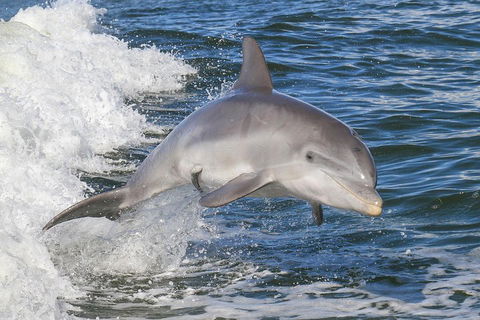 Noosa Oceanrider Scenic Dolphin Safari - Holiday Find 0