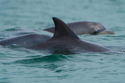 Noosa Oceanrider Scenic Dolphin Safari - Holiday Find 1