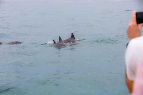 Noosa Oceanrider Scenic Dolphin Safari - Holiday Find 2