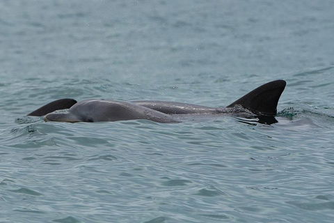 Noosa Oceanrider Scenic Dolphin Safari - Holiday Find 3