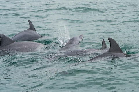 Noosa Oceanrider Scenic Dolphin Safari - Holiday Find 5
