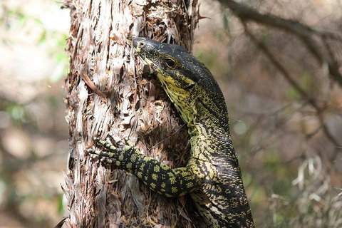 Byron Bay Hinterland Tour Including Rainforest Walk To Minyon Falls - Holiday Find 1