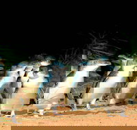 Phillip Island Penguins Private Tour - Holiday Find