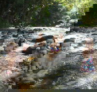 Daintree Rainforest Cape Tribulation Mossman Gorge Small-Group Day Tour - Holiday Find