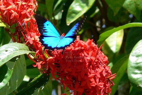 Daintree Rainforest, Cape Tribulation, Mossman Gorge Small-Group Day Tour - Holiday Find 2