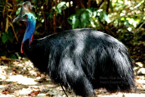 Daintree Rainforest, Cape Tribulation, Mossman Gorge Small-Group Day Tour - Holiday Find 3