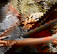 Ngana Julaymba Dungay - Full Day - Holiday Find