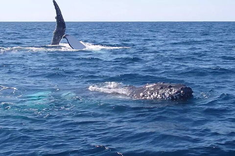 Noosa Whale Watching - Holiday Find 0