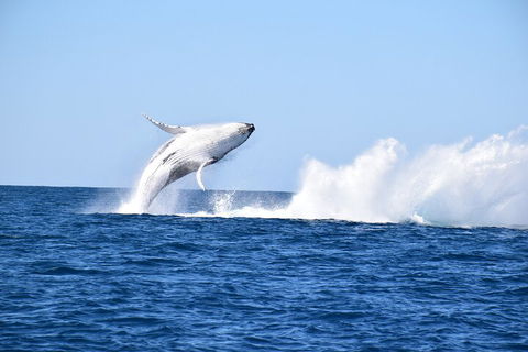 Noosa Whale Watching - Holiday Find 1