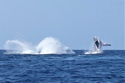 Noosa Whale Watching - Holiday Find 2