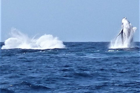 Noosa Whale Watching - Holiday Find 3