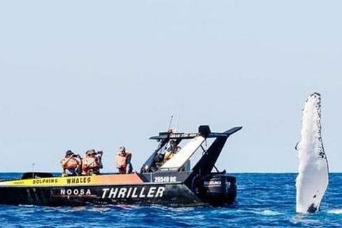 Noosa Whale Watching - Holiday Find 4
