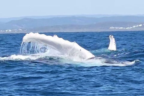 Noosa Whale Watching - Holiday Find 5