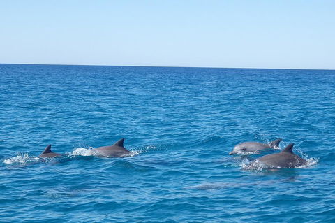 Noosa Wild Dolphin Safari - Holiday Find 5