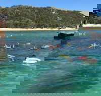 All Inclusive Dolphin and Tangalooma Wrecks Cruise - Holiday Find