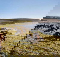 Kangaroo Island Personal Group Tours - Holiday Find