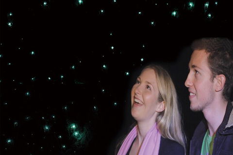 Natural Bridge Glow Worm Night Tour From Gold Coast - Holiday Find 3