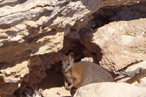 Shipwreck Special Full Day Tour Of The Abrolhos Islands - Holiday Find 4