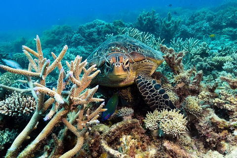 Great Barrier Reef Day Cruise From Cairns Including Snorkeling And Marine Biologist Presentation - Holiday Find 4