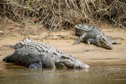 Daintree And Cape Tribulation Full Day Guided Tour - Holiday Find 3