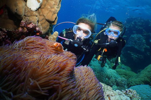 Quicksilver Dive 4 Day PADI Learn To Dive Course - Holiday Find 4