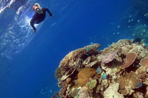Silverswift Outer Great Barrier Reef Dive And Snorkel Cruise From Cairns - Holiday Find 3