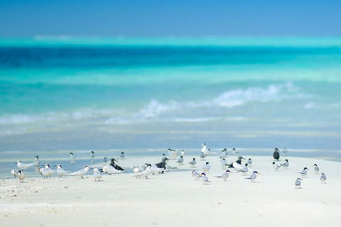 Private Coral Cay Bubbles Tour - Holiday Find 2