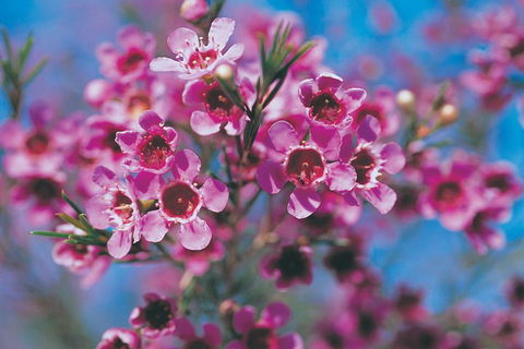 Best Of Perth Wildflower Season Day Trip - Holiday Find 1